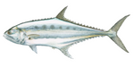 Dry Queen Fish(Katta Cheppa) 100gms